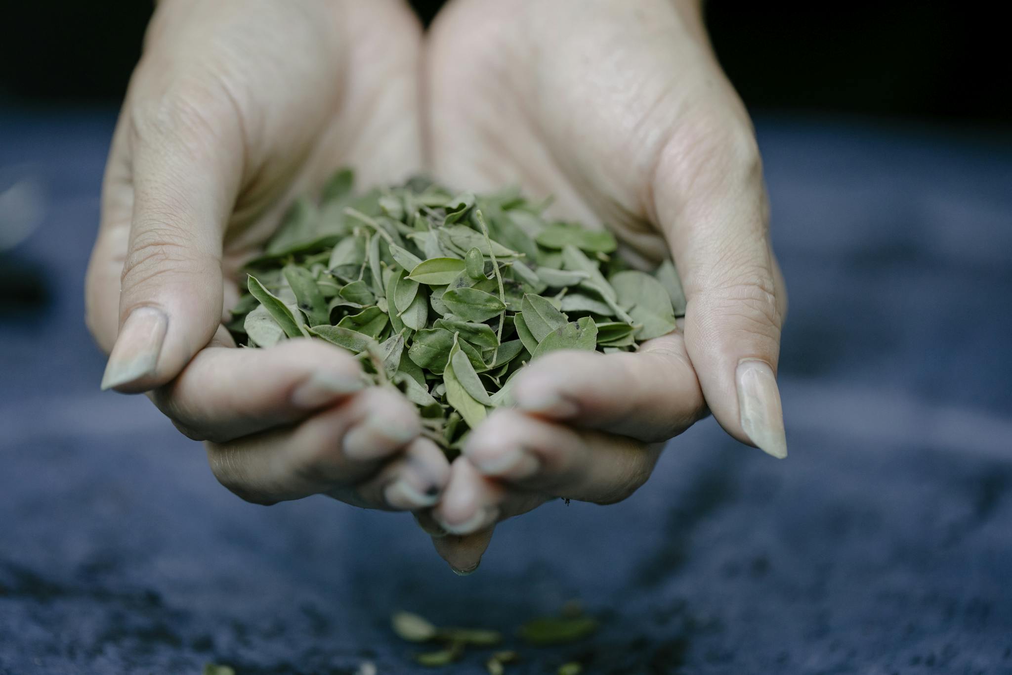 A close-up of hands gently holding fresh green leaves, showcasing natural ingredients.